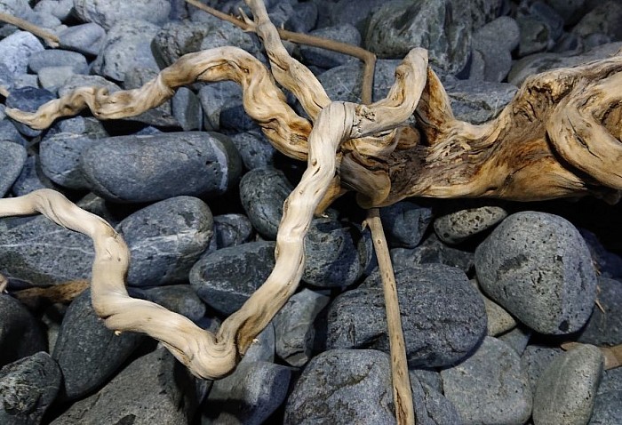 流木ギャラリー